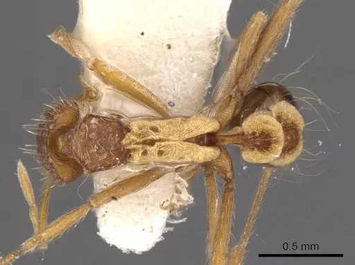 Strumigenys philiporum specimen