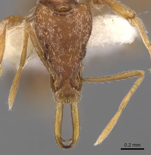 Strumigenys philiporum specimen