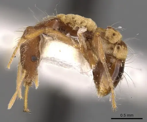 Strumigenys philiporum specimen