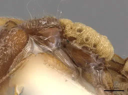 Strumigenys philiporum - CASENT0900915