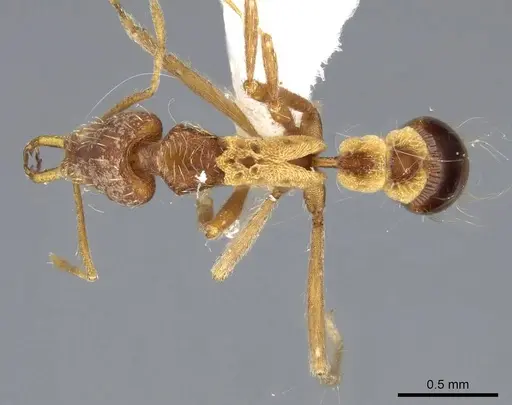 Strumigenys philiporum - CASENT0914859