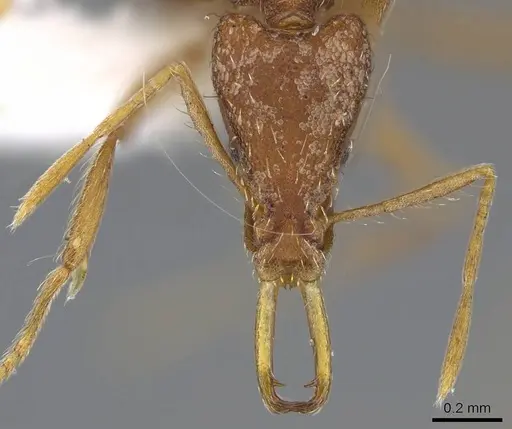 Strumigenys philiporum - CASENT0914859