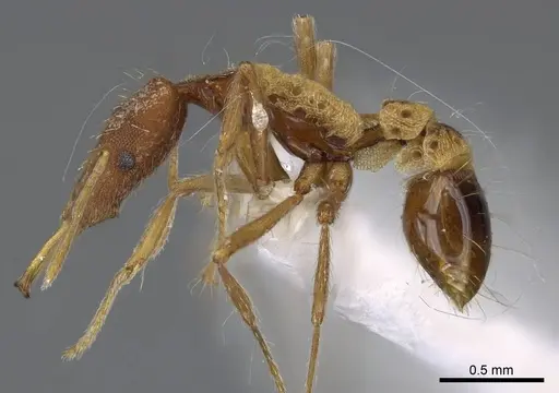 Strumigenys philiporum - CASENT0914859