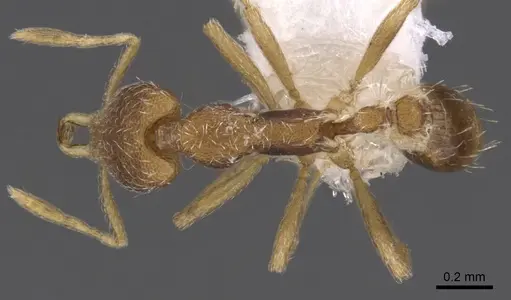 Strumigenys phoenix specimen