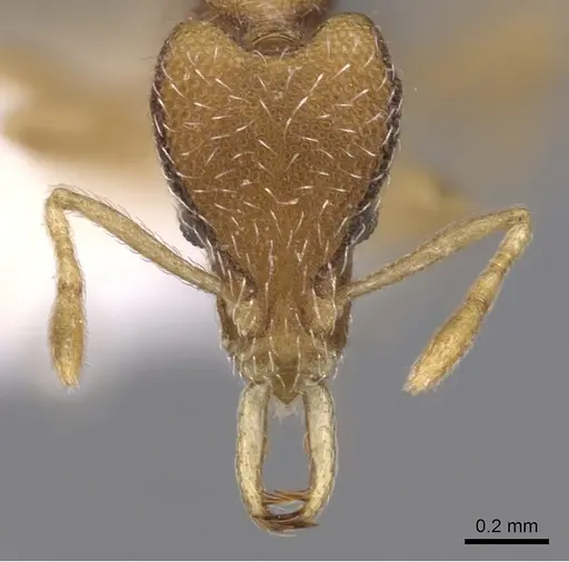 Strumigenys phoenix specimen