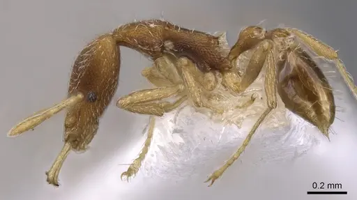 Strumigenys phoenix specimen