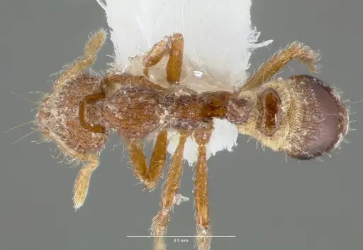 Strumigenys piliversa specimen