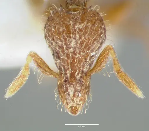 Strumigenys piliversa specimen