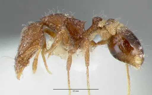 Strumigenys piliversa specimen