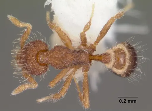 Strumigenys placora specimen