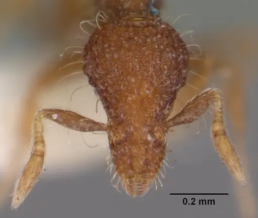 Strumigenys placora specimen