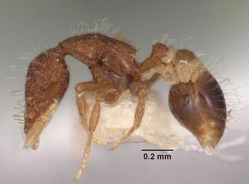 Strumigenys placora specimen