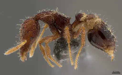 Strumigenys placora - CASENT0840742