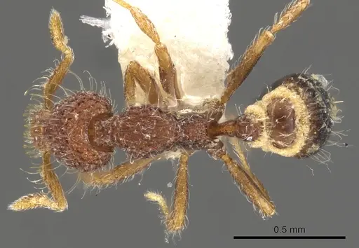 Strumigenys placora - CASENT0900091