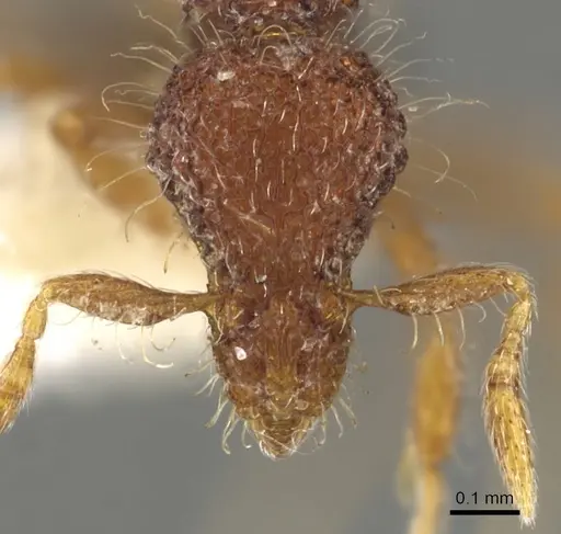 Strumigenys placora - CASENT0900091