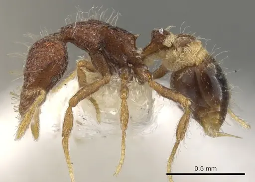 Strumigenys placora - CASENT0900091