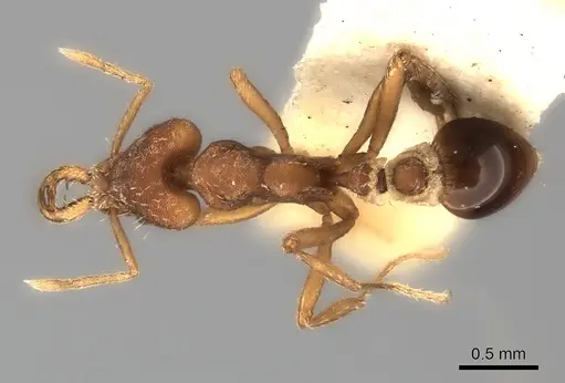 Strumigenys planeti specimen