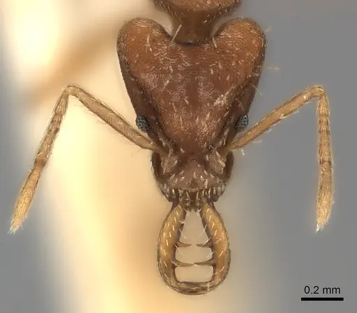 Strumigenys planeti specimen