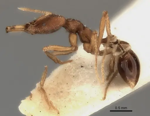 Strumigenys planeti specimen