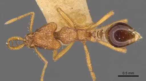 Strumigenys planeti - CASENT0900428