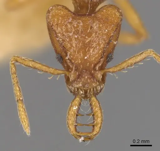 Strumigenys planeti - CASENT0900428