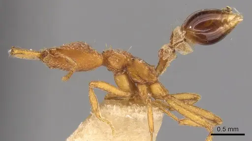 Strumigenys planeti - CASENT0900428