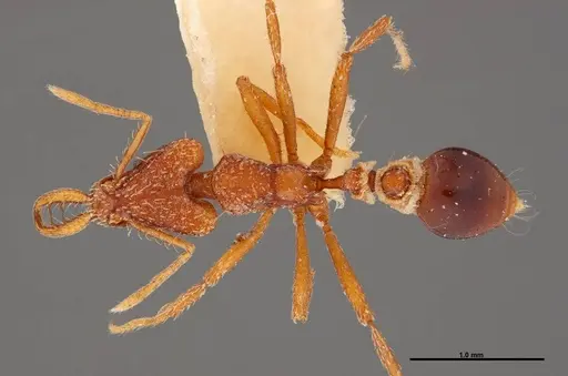 Strumigenys planeti - FMNHINS0000057157