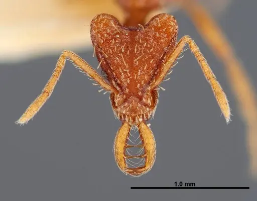 Strumigenys planeti - FMNHINS0000057157