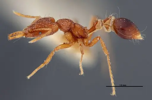 Strumigenys planeti - FMNHINS0000057157