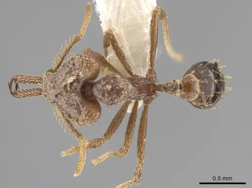 Strumigenys platyscapa specimen