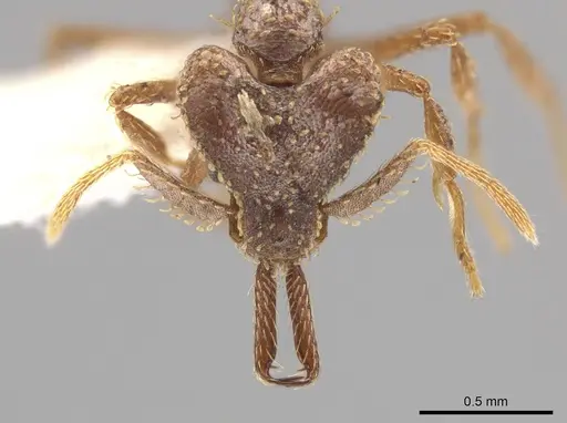 Strumigenys platyscapa specimen