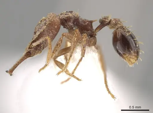 Strumigenys platyscapa specimen