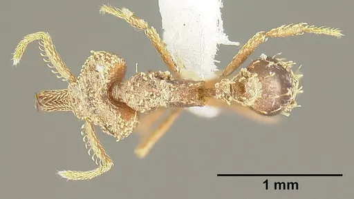 Strumigenys platyscapa - INBIOCRI002279024