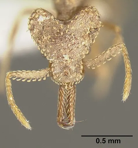 Strumigenys platyscapa - INBIOCRI002279024