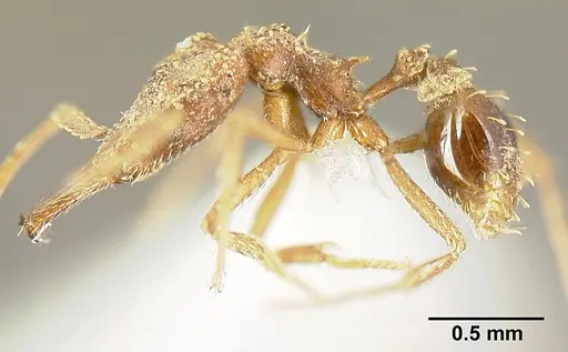 Strumigenys platyscapa - INBIOCRI002279024