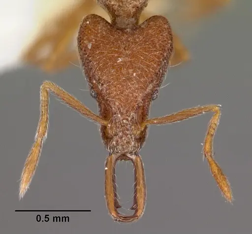 Strumigenys pliocera specimen