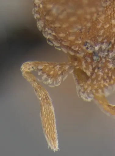 Strumigenys pnyxia specimen