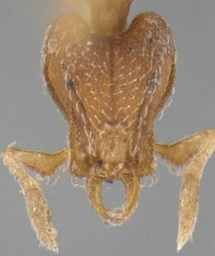 Strumigenys pnyxia specimen