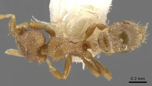 Strumigenys podarge specimen