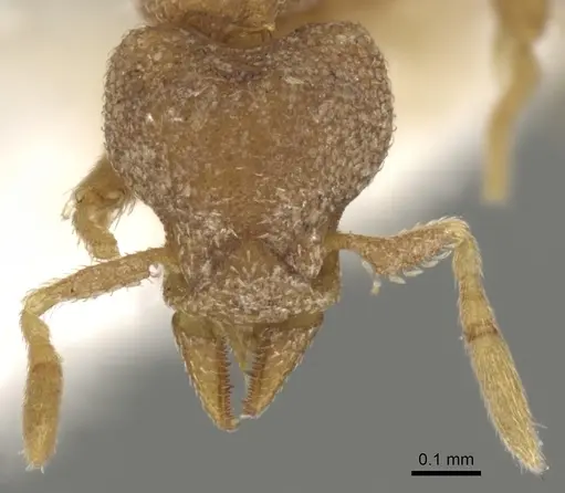 Strumigenys podarge specimen