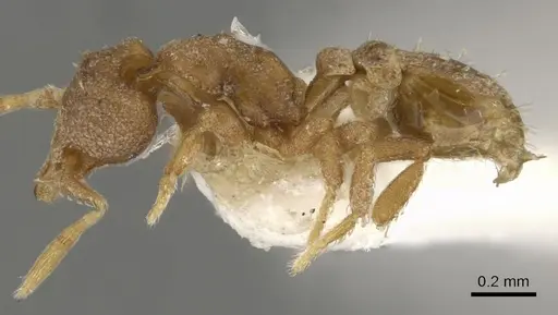 Strumigenys podarge specimen