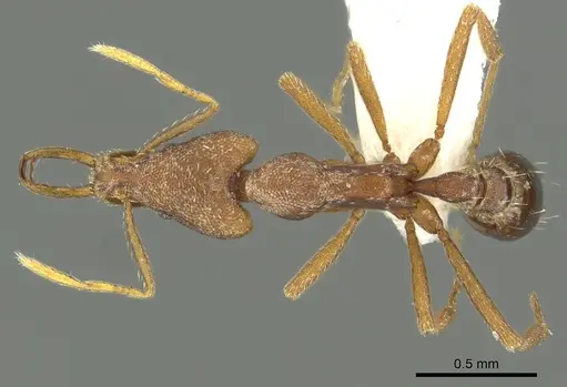 Strumigenys praefecta specimen