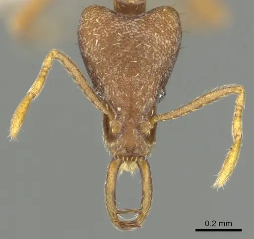 Strumigenys praefecta specimen