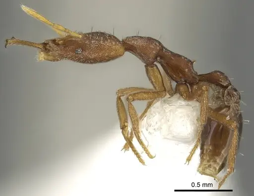 Strumigenys praefecta specimen