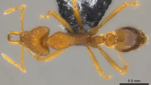 Strumigenys praefecta - CASENT0186986