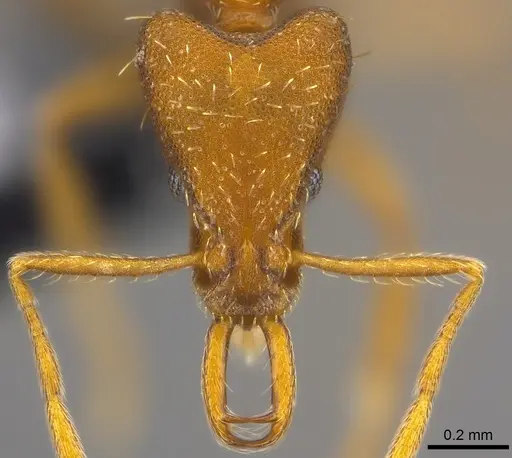 Strumigenys praefecta - CASENT0186986