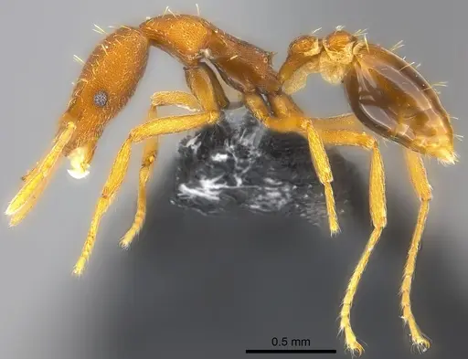 Strumigenys praefecta - CASENT0186986