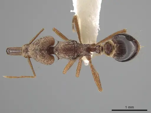 Strumigenys precava specimen