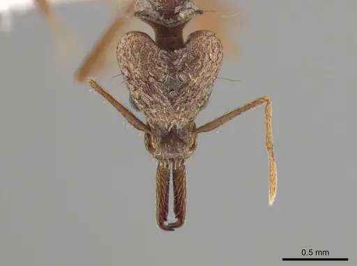 Strumigenys precava specimen