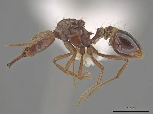 Strumigenys precava specimen